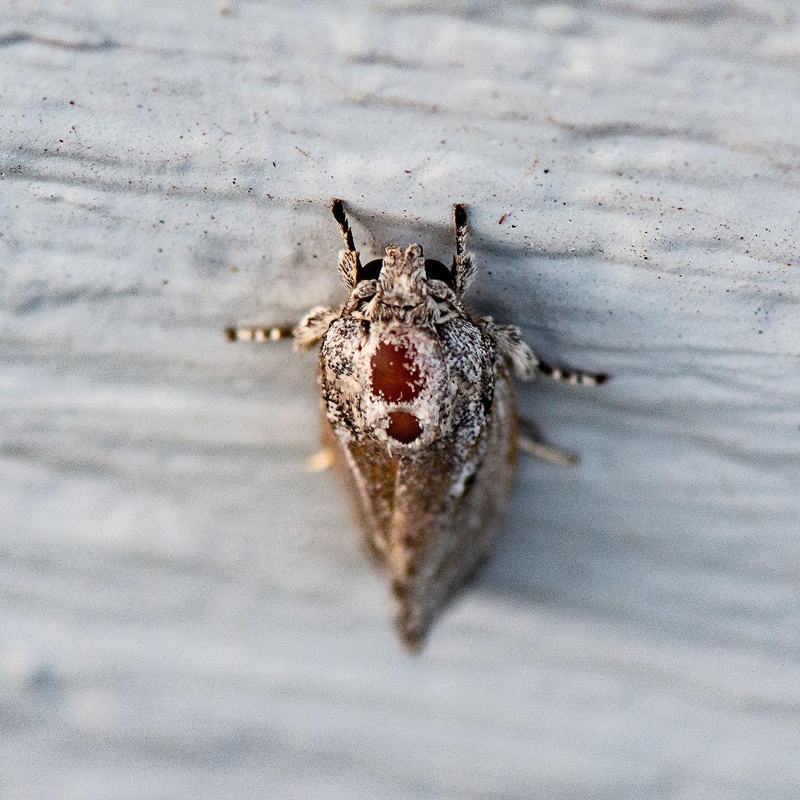 A Well Worn Moth  Australia,Geotagged,Summer