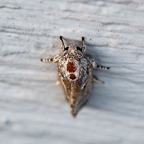 A Well Worn Moth  Australia,Geotagged,Summer