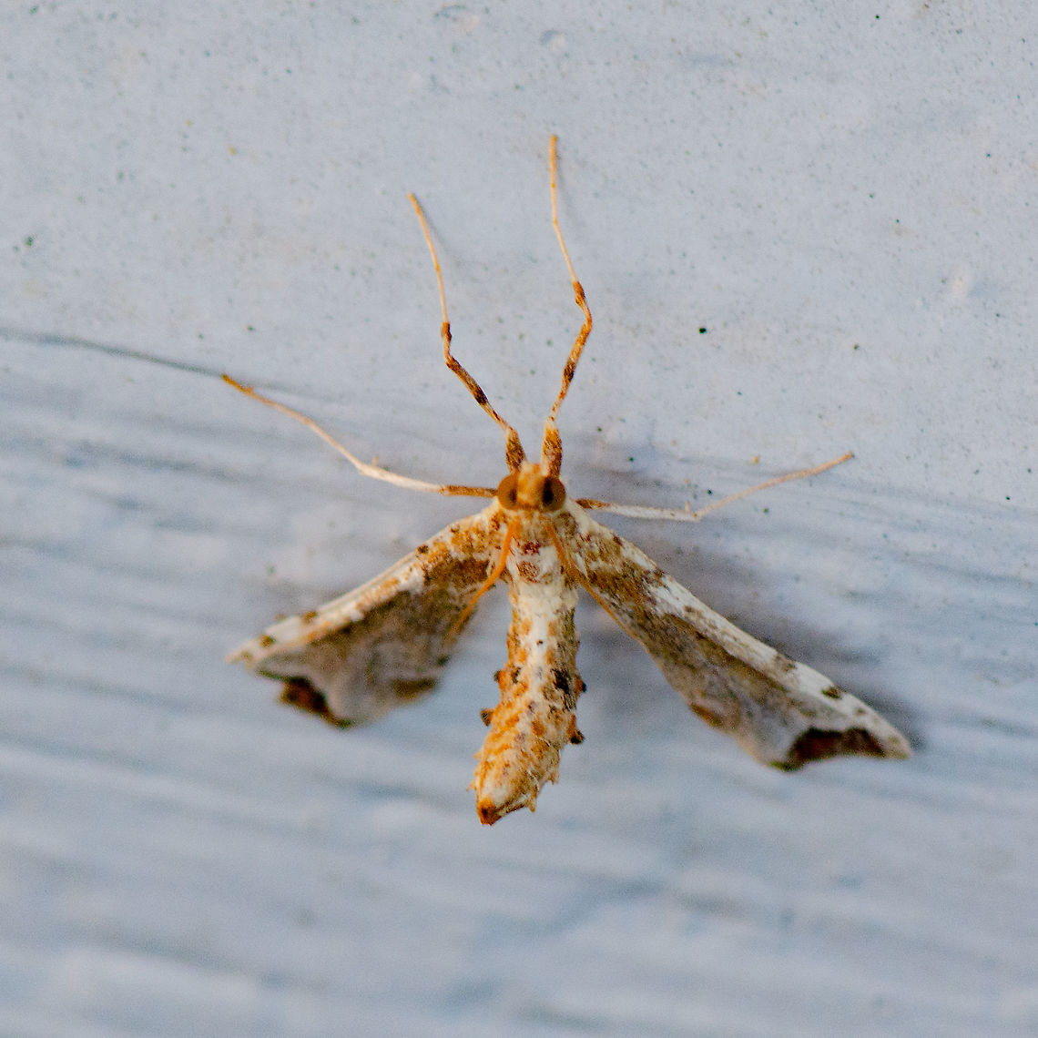 Poroporo fruit borer or Eggfruit caterpillar  Australia,Eggfruit caterpillar,Geotagged,Leucinodes cordalis,Summer