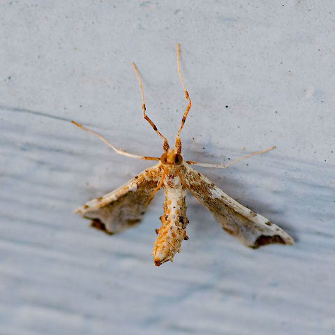 Poroporo fruit borer or Eggfruit caterpillar  Australia,Eggfruit caterpillar,Geotagged,Leucinodes cordalis,Summer