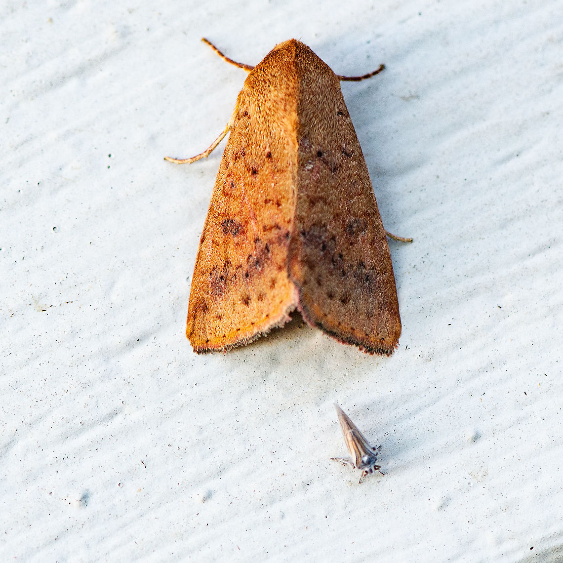 Moth Mates Indian Weed Moth and acquaintance  Australia,Australothis rubrescens,Geotagged,Summer