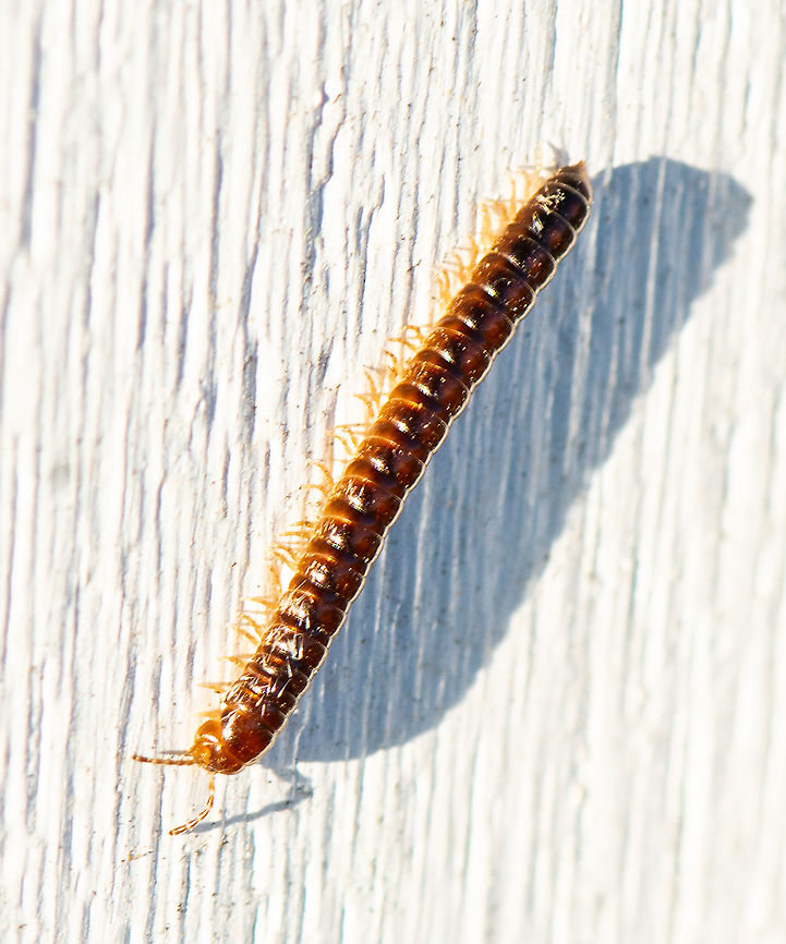 Millipede - Cladethosoma sp  Australia,Cladethosoma trilineatum,Geotagged,Summer