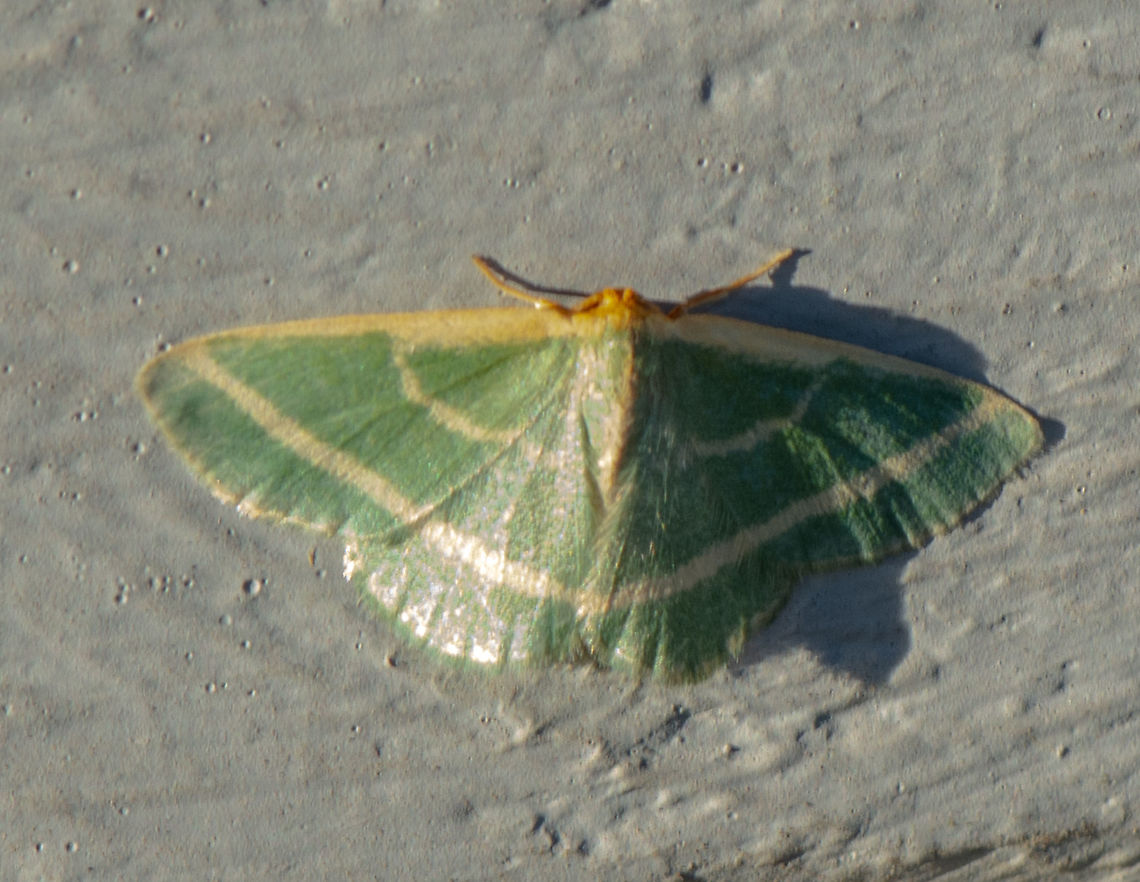Mixocera latilineata The adult moths of this species have green wings, with two pale curved lines across each forewing, and one across each hind wing. The wingspan is about 2 cms.  Australia,Geotagged,Mixocera latilineata,Side-lined Emerald,Summer