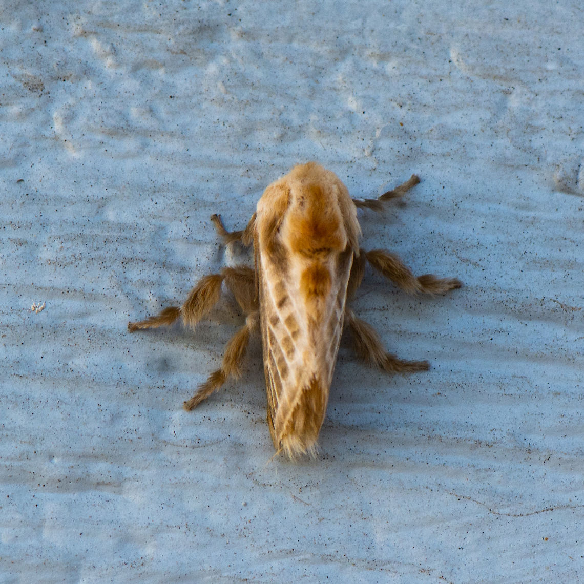 Furry Cup Moth - Doratifera Pinguis  Australia,Doratifera pinguis,Geotagged,Summer