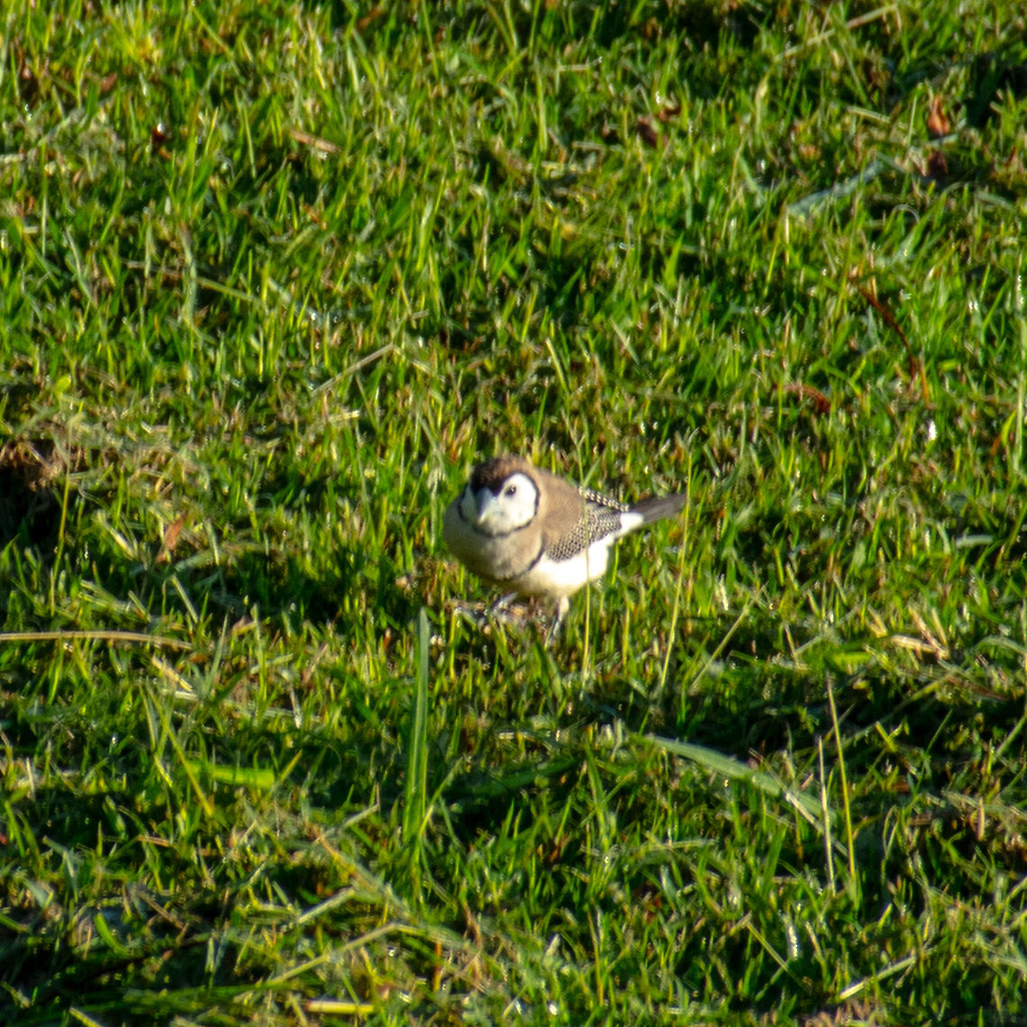 Double Barred Finch - Owl Finch The Double-barred Finch is one of the long-tailed grass-finches and is notable for its 'owl-faced' features, having a white face bordered black. It is grey-brown, with white underparts banded black above and below the chest, giving the species its name. The wings are black, spotted white, the tail is black and the bill and legs are blueish-grey. Juveniles are duller, with indistinct chest bars. These grass-finches usually feed in flocks and have a bouncing, undulating flight pattern. Australia,Double-barred Finch,Geotagged,Summer,Taeniopygia bichenovii