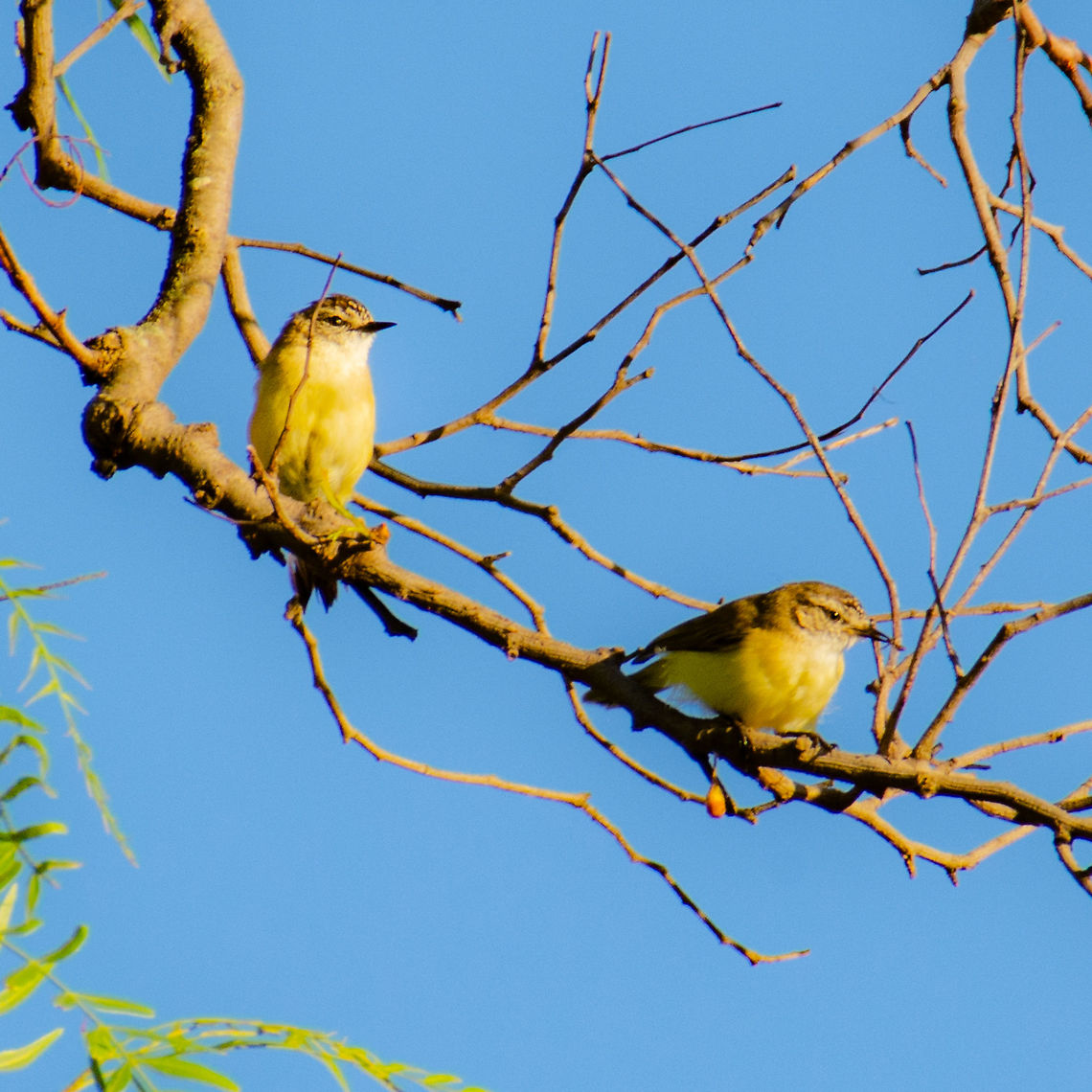 Sun Drenched Pair  Acanthiza chrysorrhoa,Australia,Geotagged,Summer,Yellow-rumped thornbill