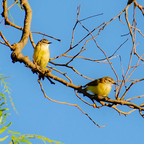 Sun Drenched Pair  Acanthiza chrysorrhoa,Australia,Geotagged,Summer,Yellow-rumped thornbill
