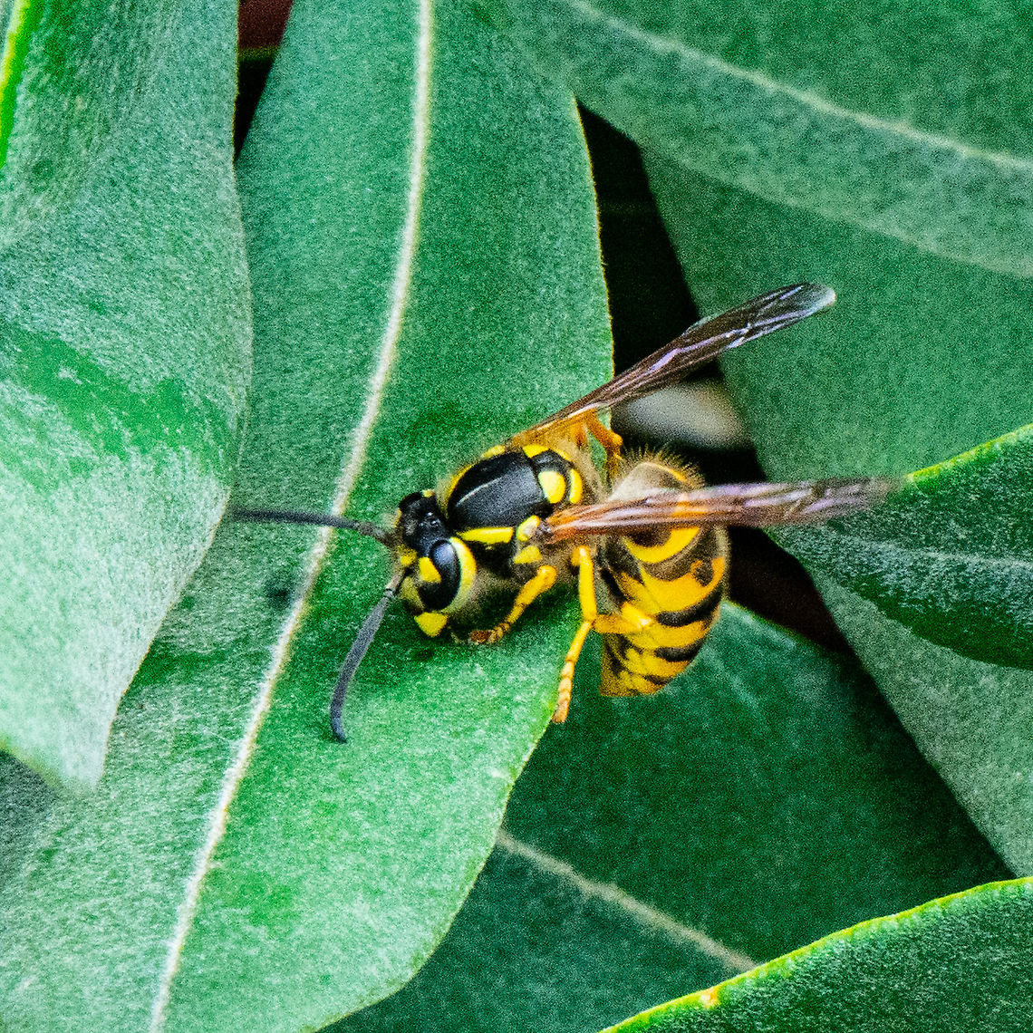 European or German Wasp - Vespula germanica The European wasp is an aggressive stinging insect.<br />
European wasps are bright yellow and have a black banded abdomen, and a pair of black spots on each yellow band.<br />
European wasps have two pairs of clear wings with the first pair larger.<br />
They have black antennae and fly with their legs held close to the body.<br />
Their size is between 12&ndash;16mm.<br />
<a href="https://ewasp.com.au/insects-and-arachnids/wasps/" rel="nofollow">https://ewasp.com.au/insects-and-arachnids/wasps/</a><br />
<br />
 Australia,Geotagged,German wasp,Summer,Vespula germanica