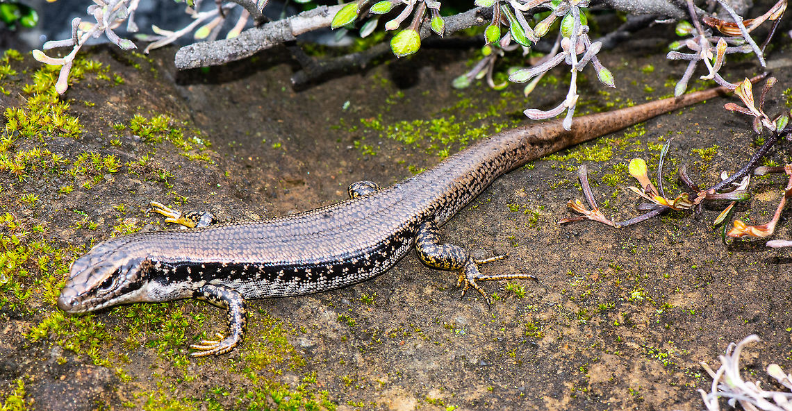 Eastern Water Skink Eastern Water Skinks have a long tail and their back is olive-brown above with scattered small black spots on the body and tail . They also have a narrow pale golden or yellow stripe that runs from their eye down the side of their body. The lower flanks are creamy yellow with numerous scattered small black spots. (Australian Museum) Australia,Eastern Water Skink,Eulamprus quoyii,Geotagged,Summer