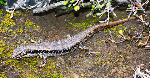 Eastern Water Skink Eastern Water Skinks have a long tail and their back is olive-brown above with scattered small black spots on the body and tail . They also have a narrow pale golden or yellow stripe that runs from their eye down the side of their body. The lower flanks are creamy yellow with numerous scattered small black spots. (Australian Museum) Australia,Eastern Water Skink,Eulamprus quoyii,Geotagged,Summer