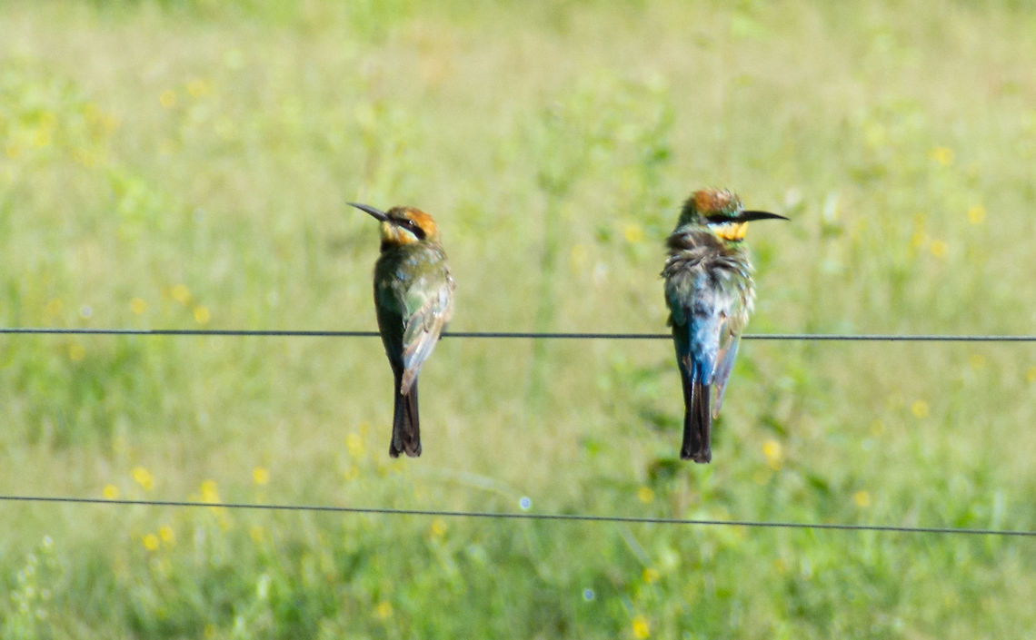 Rainbow Bee-Eater   - Female and Young The Rainbow bee-eater Merops ornatus is a brightly coloured small bird. It has long slender glossy black beak which is used for catching flying insects, such as bees. All bee-eaters are brightly coloured and all prey on flying insects. Males are identical to females except for two long central tail feathers where the female has very short ones. They are unlike the majority of birds in the way that they nest as they do not make nests in trees but underground where they excavate a burrow where the eggs are laid.<br />
<a href="https://aszk.org.au/wp-content/uploads/2020/03/Birds.-Rainbow-Bee-eater-2010JW.pdf" rel="nofollow">https://aszk.org.au/wp-content/uploads/2020/03/Birds.-Rainbow-Bee-eater-2010JW.pdf</a> Merops ornatus,Rainbow Bee-eater