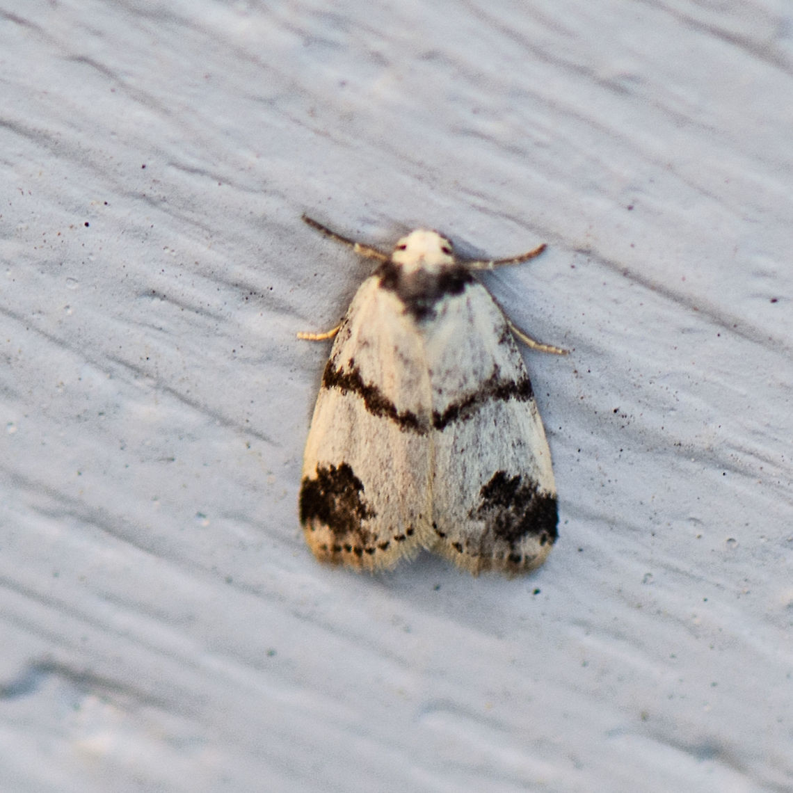 The Fair Footman - Thallarcha sparsana  Australia,Geotagged,Summer,Thallarcha sparsana