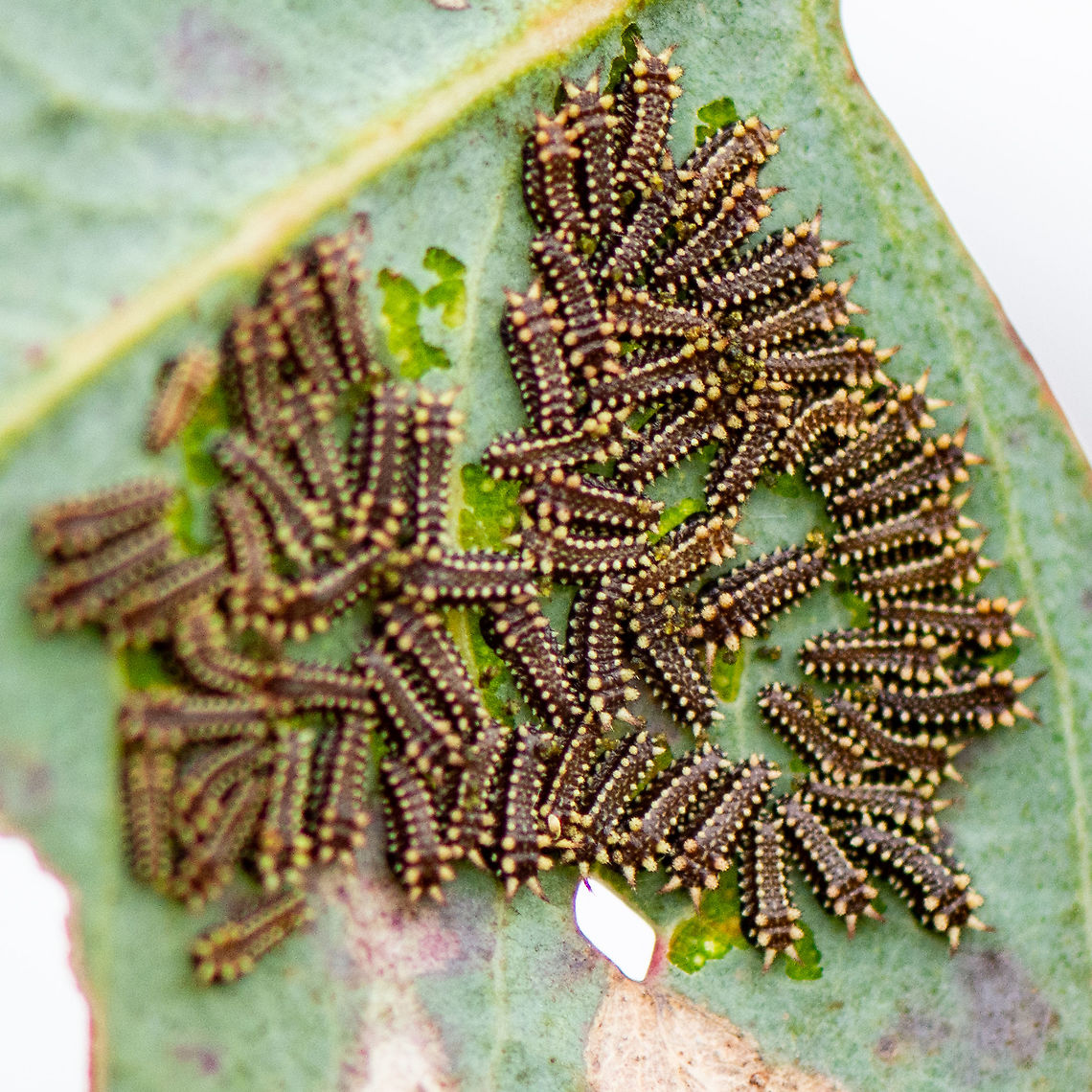 Decimators - Doratifera casta, the black slug cup moth Early instar stage Australia,Black slug moth,Doratifera casta,Geotagged,Summer