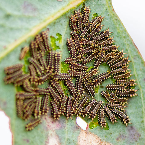 Decimators - Doratifera casta, the black slug cup moth Early instar stage Australia,Black slug moth,Doratifera casta,Geotagged,Summer