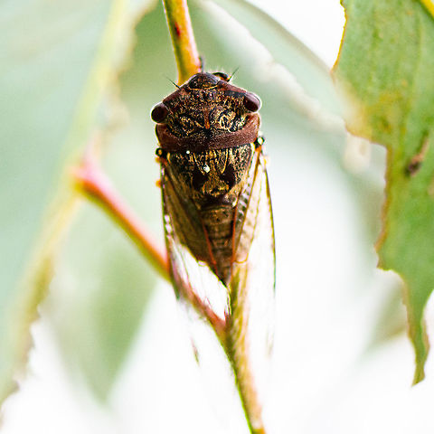 Anapsaltoda pulchra - Golden Emperor Cicada  Anapsaltoda pulchra,Australia,Geotagged,Golden Emperor,Summer