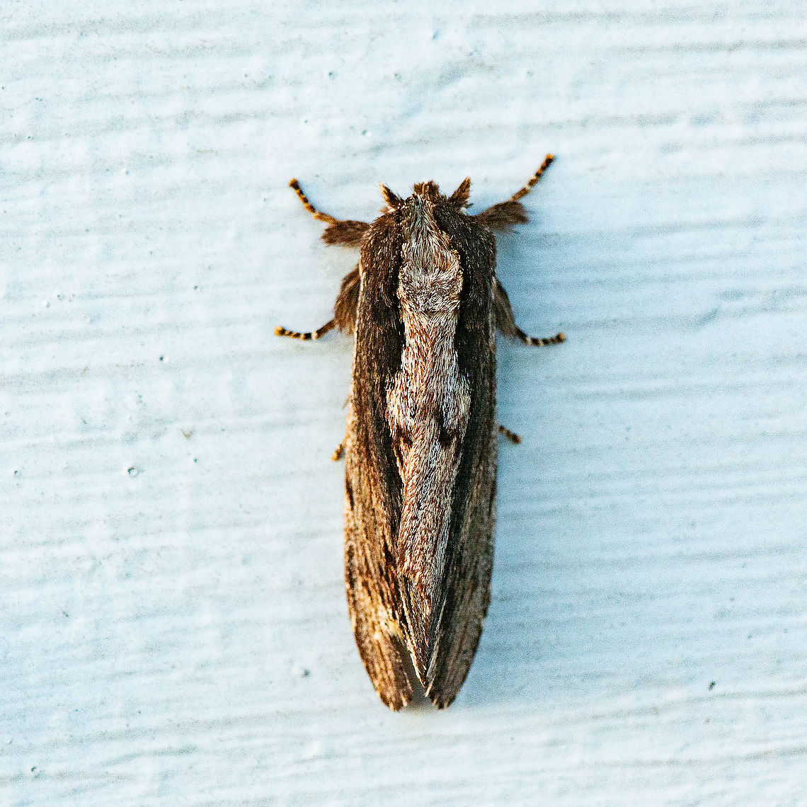 Well Groomed Moth - Hylaeora capucina  Australia,Geotagged,Hylaeora capucina,Summer