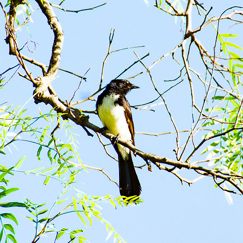 Rhipidura leucophrys Willie Wagtail Welcoming the Morning Sun Australia,Geotagged,Rhipidura leucophrys,Summer,Willie Wagtail