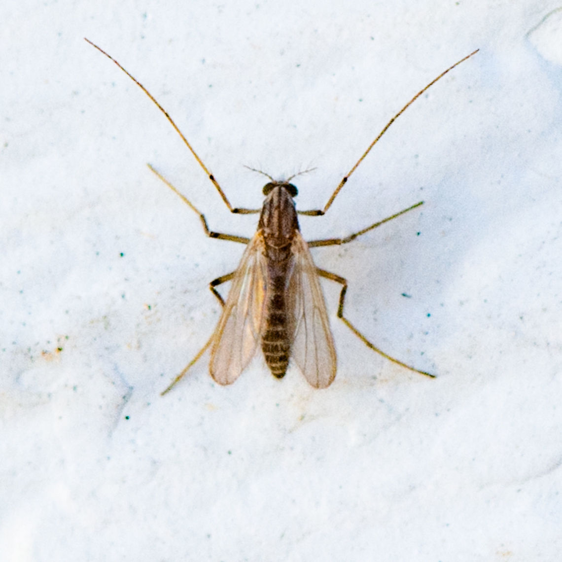 Long Legs - Midge  Australia,Buzzer Midge,Chironomus plumosus,Geotagged,Summer