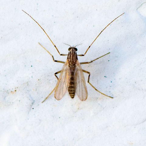 Long Legs - Midge  Australia,Buzzer Midge,Chironomus plumosus,Geotagged,Summer