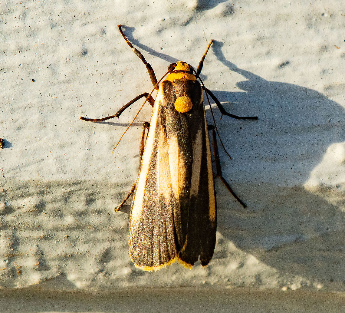 Brunia replana The moth is brown, with a yellow spot in the middle of the thorax. It also has a yellow abdomen. The hindwings are yellow with a black margins. The forewings are brown with a yellow line along the costa, and sometimes two blurred yellow marks near the centre of each forewing. The spot on the thorax distinguishes it from the similar moth: Palaeosia bicosta. Both species have a wingspan of about 3 cms.  (lepidoptera.butterflyhouse.com.au/arct/replana.html) Australia,Brunia replana,Geotagged,Lichen-eating Caterpillar,Marbled footman,Summer