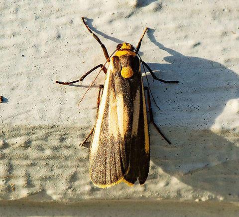 Brunia replana The moth is brown, with a yellow spot in the middle of the thorax. It also has a yellow abdomen. The hindwings are yellow with a black margins. The forewings are brown with a yellow line along the costa, and sometimes two blurred yellow marks near the centre of each forewing. The spot on the thorax distinguishes it from the similar moth: Palaeosia bicosta. Both species have a wingspan of about 3 cms.  (lepidoptera.butterflyhouse.com.au/arct/replana.html) Australia,Brunia replana,Geotagged,Lichen-eating Caterpillar,Marbled footman,Summer