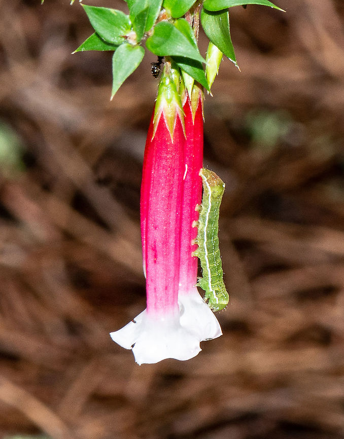 Epacris Longiflora has a visitor - Chrysodeixis eriosoma ?  Australia,Chrysodeixis eriosoma,Epacris longiflora,Fuchsia heath,Geotagged,Green Garden Looper,Summer