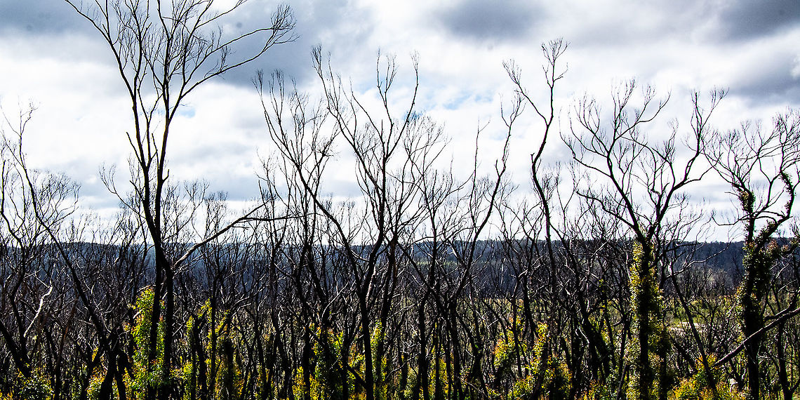 Regrowth 12 months after Bushfires Many eucalypts have special fire-adaptive traits, including re-sprouting after fires. This is often referred to as epicormic sprouting, and is very common in eucalypts. After fires, a series of events trigger the sprouting to occur. One way this can happen is if there is damage to the top, or crown of the tree.<br />
<a href="https://biology.anu.edu.au/news-events/news/fire-adaptive-traits-eucalpyts" rel="nofollow">https://biology.anu.edu.au/news-events/news/fire-adaptive-traits-eucalpyts</a> Australia,Geotagged,Summer