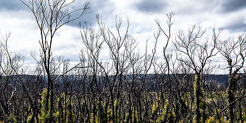 Regrowth 12 months after Bushfires Many eucalypts have special fire-adaptive traits, including re-sprouting after fires. This is often referred to as epicormic sprouting, and is very common in eucalypts. After fires, a series of events trigger the sprouting to occur. One way this can happen is if there is damage to the top, or crown of the tree.
https://biology.anu.edu.au/news-events/news/fire-adaptive-traits-eucalpyts Australia,Geotagged,Summer