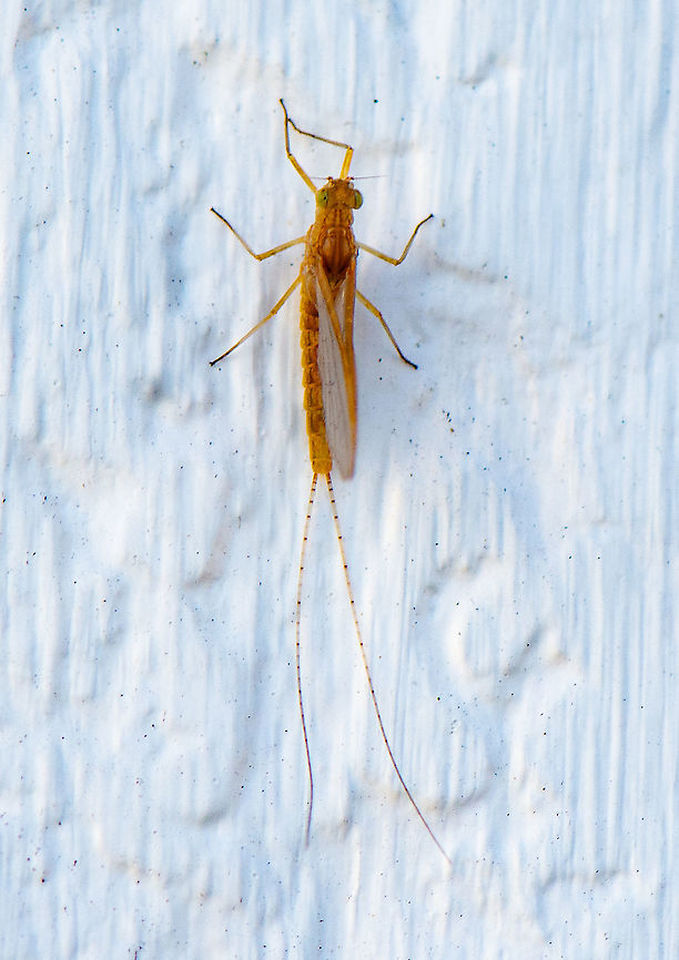 A Mayfly - Ephemeroptera sp Mayfly adults have two pairs of wings; the front pair is large and well developed, while the rear pair is much smaller. Often the forelegs are very long, which gives the insect a characteristic "elongated" appearance when resting. Adults have reduced mouth parts and do not feed.<br />
Australia,Cloeon dipterum,Geotagged,Summer