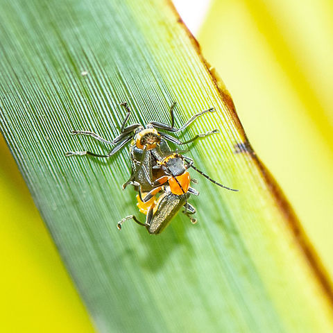 Tri-colour Soldier Beetle Looks like real eye contact here Australia,Chauliognathus tricolor,Geotagged,Summer,Tricolor Soldier Beetle