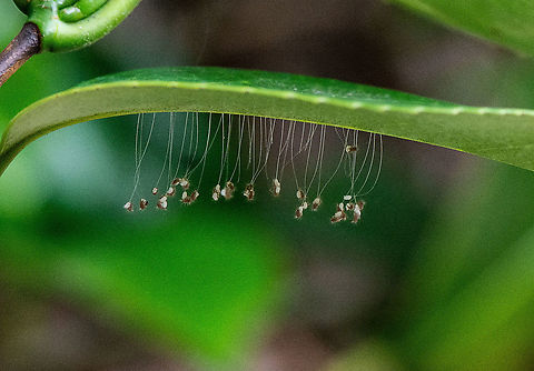 Emerging Lacewings -  Chrysopidae Spotted this time of emergence. Quite rare  I would think. Australia,Geotagged,Summer
