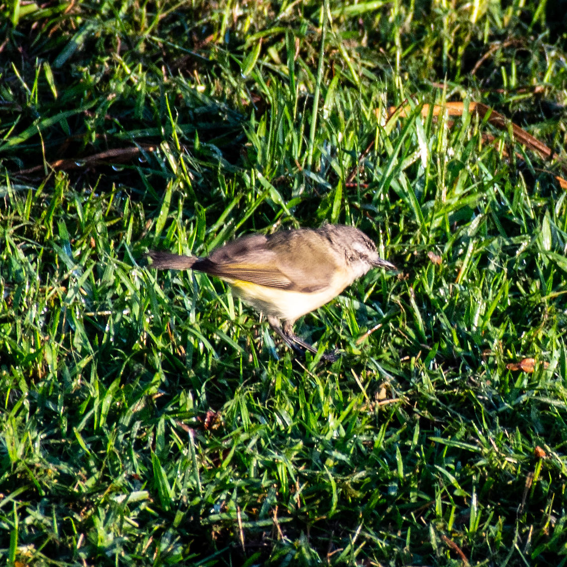 The Yellow-rumped thornbill Little shaky but yellow rump is visible Acanthiza chrysorrhoa,Australia,Geotagged,Summer,Yellow-rumped thornbill