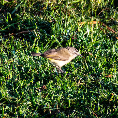 The Yellow-rumped thornbill Little shaky but yellow rump is visible Acanthiza chrysorrhoa,Australia,Geotagged,Summer,Yellow-rumped thornbill