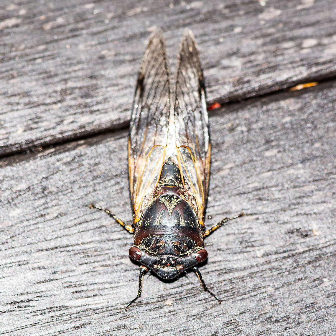 Cicada  Australia,Geotagged,Summer