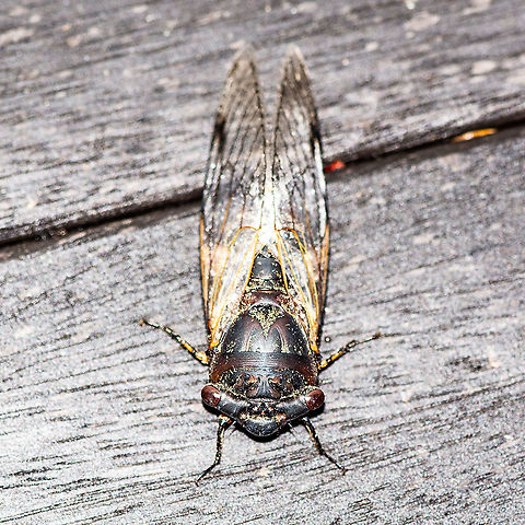 Cicada  Australia,Geotagged,Summer