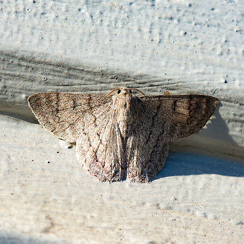 Red Lined Looper Moth - Crypsiphona ocultaria ? The red-lined looper moth or red-lined geometer is one of the most common moths found in Australia. The "red-lined" part of the name refers to the red markings seen on the undersides of the wings. As larvae they are green and feed on eucalypt leaves. When threatened the grub stands still, pretending to be a stick.
https://canberra.naturemapr.org/sightings/4368081 Australia,Crypsiphona occultaria,Geotagged,Red-lined looper moth,Summer