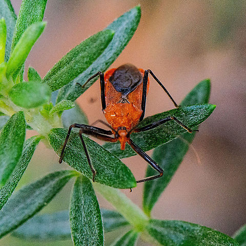 Orange Assassin Bug This assassin bugs look similar to the Common Assassin Bugs but the body colours are different. The body are orange red in colour with black legs and black wings. There are a number of tubercles on pronotum. Legs are slender and weakly constricted. The abdomen bottom is white in colour.

https://www.brisbaneinsects.com/brisbane_assinsinbugs/OrangeAssassinBug.htm Australia,Geotagged,Gminatus australis,Orange Assassin Bug,Summer