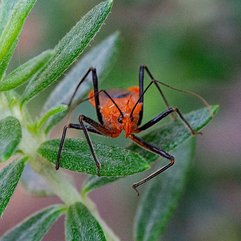 Orange Assassin Bug  Australia,Geotagged,Gminatus australis,Orange Assassin Bug,Summer