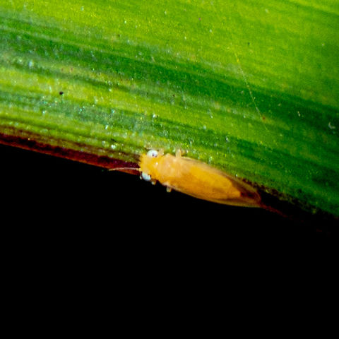 A Psyllid (Psylloidea)  Australia,Geotagged,Summer