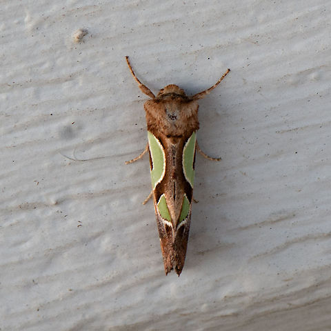 Green Blotched Moth - Cosmodes elegans The moth is brown with a wavy green pattern on the forewings. It has a tuft of hairs on the head. It rests with its wings held in a steep roof shape Caterpillars are smooth and green.
Size -wingspan to 4cm. caterpillar length about 3 cm. Australia,Cosmodes elegans,Geotagged,Green blotched moth,Summer
