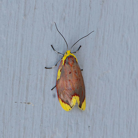 Lactura sapotearum The adult moth has red forewings with with dark veins, and with yellow markings along the costa, and at the wigtip and tornus. The hindwings are plain scarlet. The abdomen is also scarlet. The males are rather paler than the females. The wingspan is about 4 cms Australia,Geotagged,Lactura sapotearum,Summer