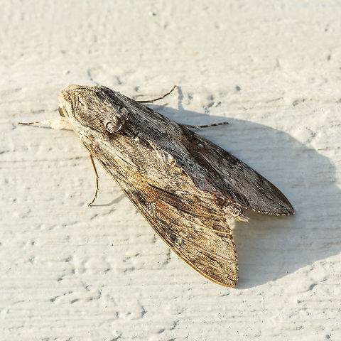 Hawk Moth - Agrius convolvuli  Agrius convolvuli,Australia,Geotagged,Summer