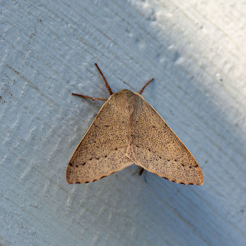 Arhodia lasiocamparia