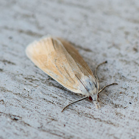 Scirpophaga imparellus - A Crambid moth The adult moths of this species have pale brown forewings, and white hindwings. The thorax loses scales easily, becoming black. The upper surface of the abdomen is white, but underneath: the abdomen has black and white bands. The moths have a wingspan of about 4 cms. 

http://lepidoptera.butterflyhouse.com.au/scho/imparellus.html Australia,Geotagged,Scirpophaga imparellus,Summer
