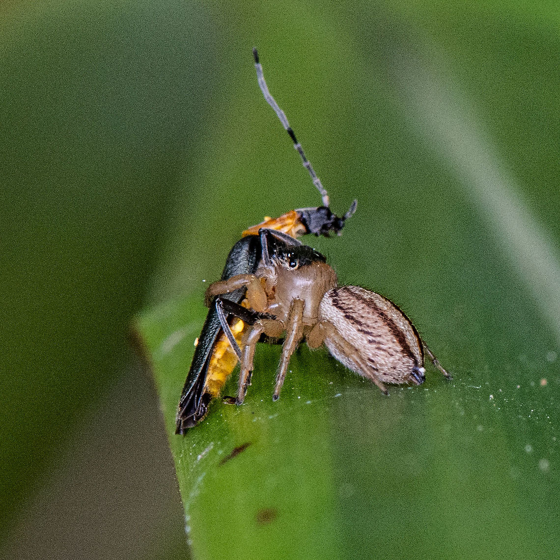 Soldier Beetle Meets Its Hypoblemum scutulatum Not a fond embrace Australia,Geotagged,Hypoblemum scutulatum,Summer,White-banded House Jumping Spider
