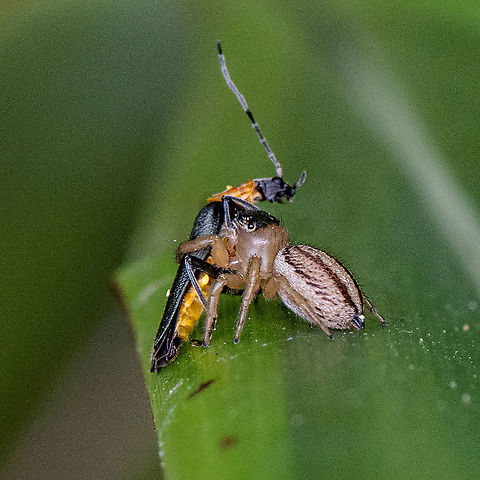 Soldier Beetle Meets Its Hypoblemum scutulatum Not a fond embrace Australia,Geotagged,Hypoblemum scutulatum,Summer,White-banded House Jumping Spider
