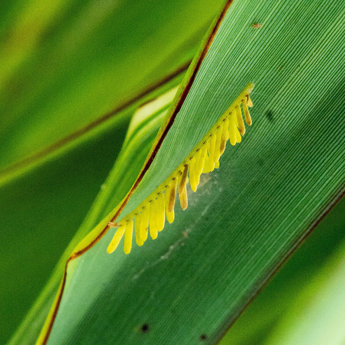 Pretty Eggs All in a Row - Ladybird?  Australia,Geotagged,Summer,eggs,insect eggs