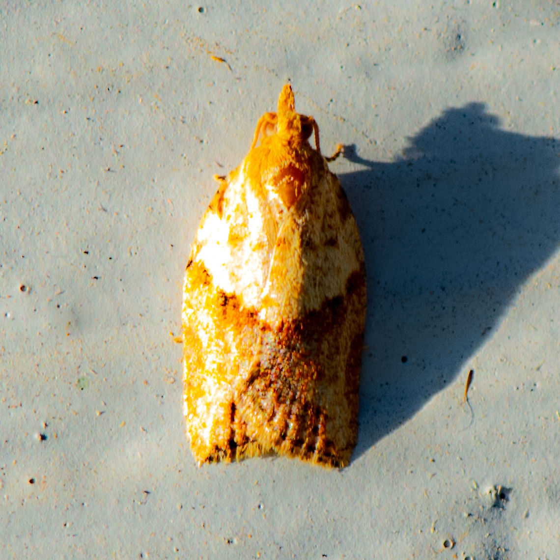 Light Brown Apple Moth - Epiphyas postvittana ? Typical males have a forewing length of 6&ndash;10 mm with a light brown area at the base, which is distinguishable from a much darker, red-brown area at the tip. The latter may be absent, with the moth appearing uniformly light brown, as in the females, which have only slightly darker oblique markings distinguishing the area at the tip of the wing. Females have a forewing length of 7&ndash;13 mm. <br />
<a href="https://bie.ala.org.au/species/urn:lsid:biodiversity.org.au:afd.taxon:e5afebdc-33cd-4e99-b4a2-f09fd12b76e7" rel="nofollow">https://bie.ala.org.au/species/urn:lsid:biodiversity.org.au:afd.taxon:e5afebdc-33cd-4e99-b4a2-f09fd12b76e7</a> Australia,Epiphyas postvittana,Geotagged,Light brown apple moth,Summer