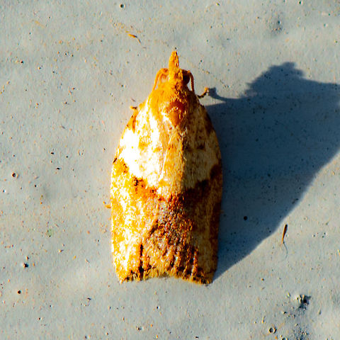 Light Brown Apple Moth - Epiphyas postvittana ? Typical males have a forewing length of 6&ndash;10 mm with a light brown area at the base, which is distinguishable from a much darker, red-brown area at the tip. The latter may be absent, with the moth appearing uniformly light brown, as in the females, which have only slightly darker oblique markings distinguishing the area at the tip of the wing. Females have a forewing length of 7&ndash;13 mm. 
https://bie.ala.org.au/species/urn:lsid:biodiversity.org.au:afd.taxon:e5afebdc-33cd-4e99-b4a2-f09fd12b76e7 Australia,Epiphyas postvittana,Geotagged,Light brown apple moth,Summer