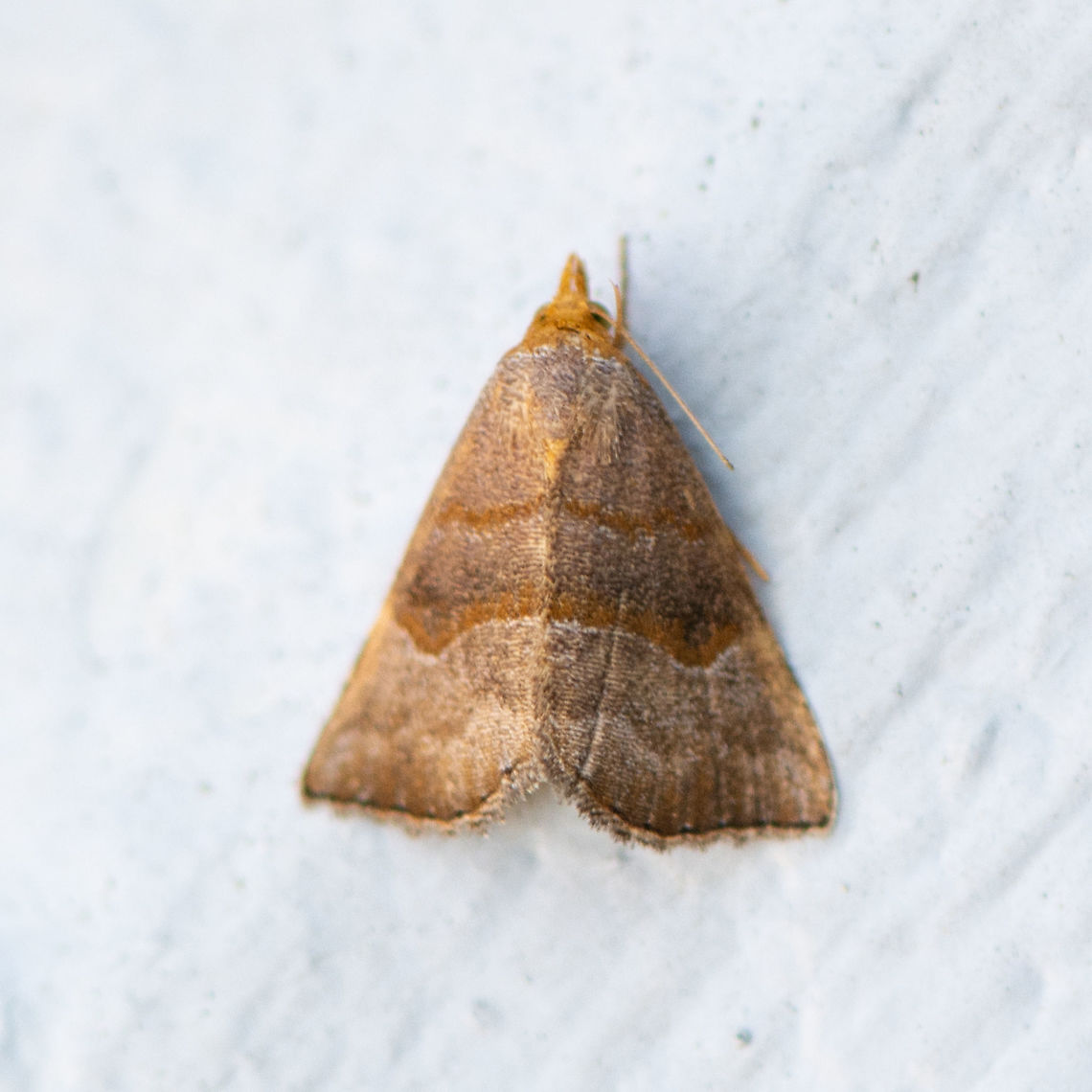 Three-lined Snout Moth - Meranda susialis  Australia,Geotagged,Meranda susialis,Summer